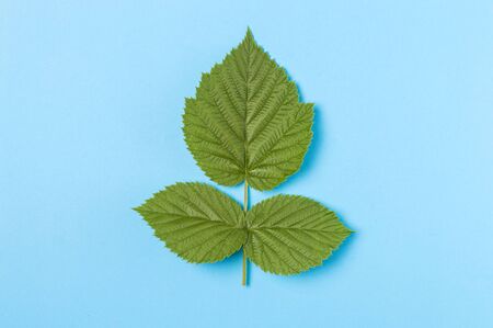 three green leaves on a blue backgroundの写真素材