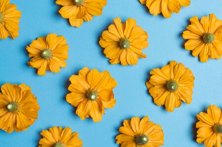 orange flowers on a blue background