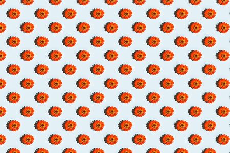 orange flower on blue backgroundの写真素材