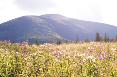 purple flowers on a background of mountainsの写真素材