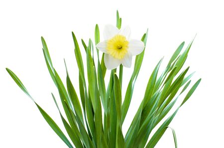 daffodils on a white backgroundの写真素材