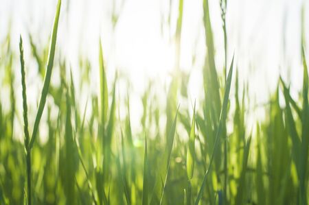 green grass in the sunの写真素材