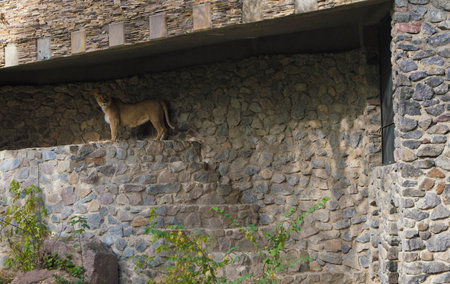 lion against a stone wall in a zooの写真素材