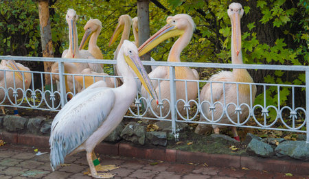 pelicans on the background of the fenceの写真素材