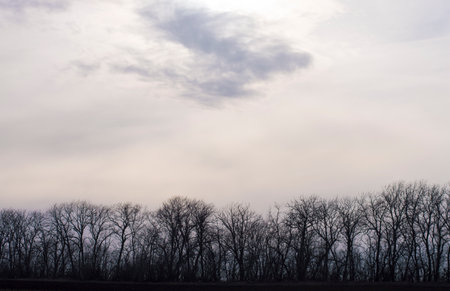 bare trees against the sky