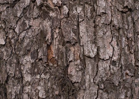 Old Wood Tree Texture Background Patternの写真素材