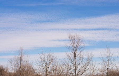 trees without foliage against a blue skyの写真素材