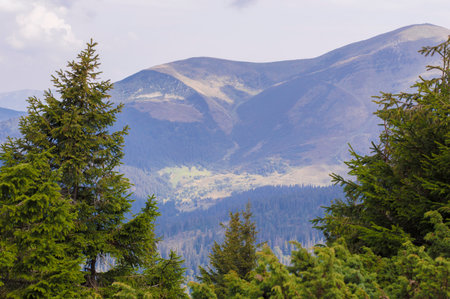 coniferous trees on the background of mountains