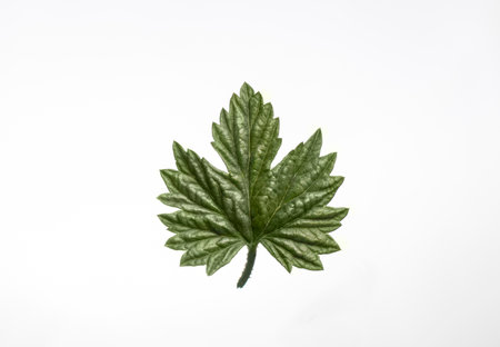 small green leaf on a white backgroundの写真素材