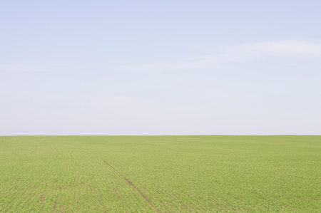 green field against the skyの写真素材