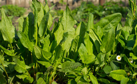 photo texture background green sorrel