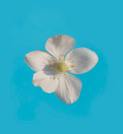 photo white flower on a blue backgroundの写真素材