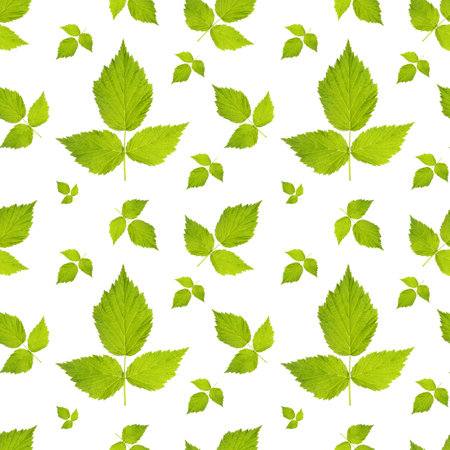 green leaves seamless pattern on white backgroundの写真素材