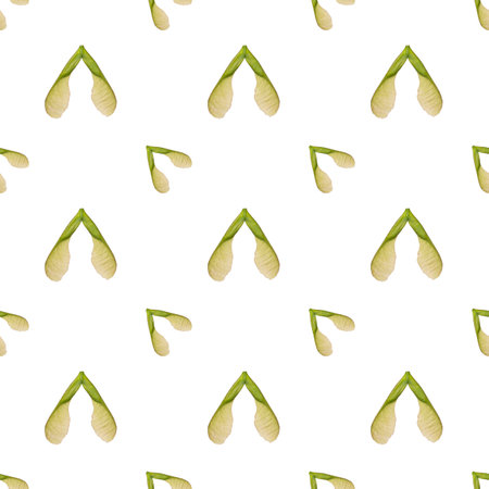 maple seeds isolated on white backgroundの写真素材