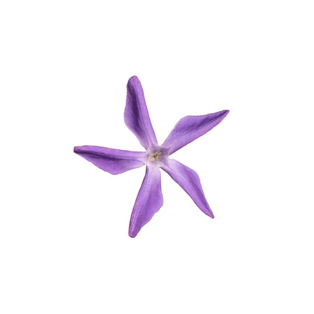 violet flower isolated on white backgroundの写真素材
