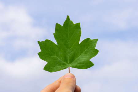 green leaf in hand against the skyの写真素材