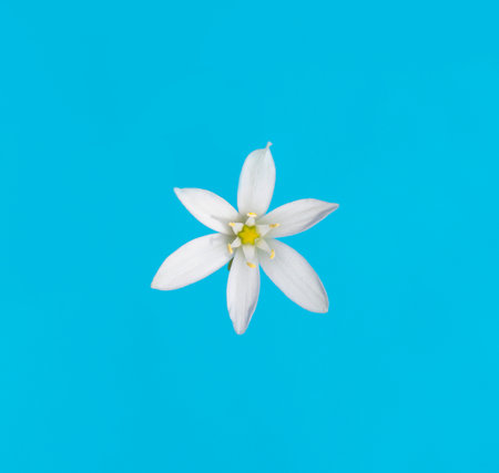 photo white flower on a blue backgroundの写真素材