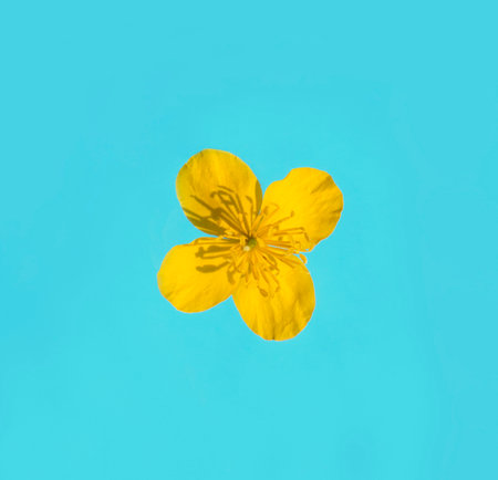 photo yellow flower on a blue backgroundの写真素材