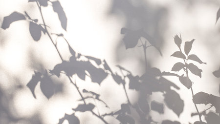 white gray background shadow rose bushの写真素材
