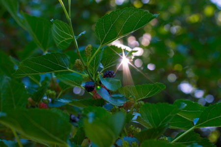 mulberry berries on a background of leaves