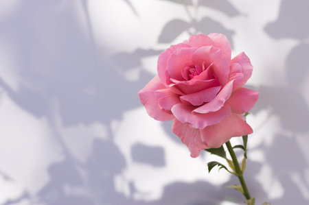 pink rose on white-gray backgroundの写真素材