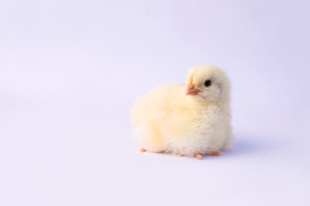 small yellow chicken on a light backgroundの写真素材