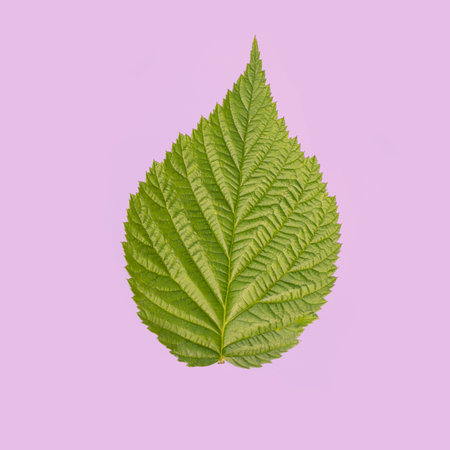 green leaf on a pink background