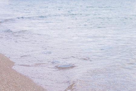 jellyfish in the water on the beachの写真素材