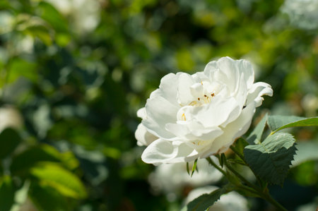 white rose on a background of leavesの写真素材