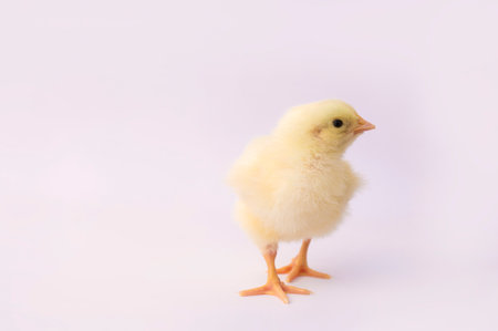 small yellow chicken on a light backgroundの写真素材