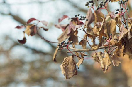berries on a background of dry leavesの写真素材