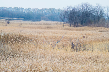 field of dry yellow reedsの写真素材