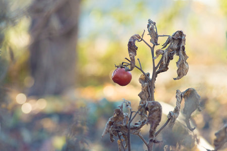 withered tomato bush with red tomatoの写真素材