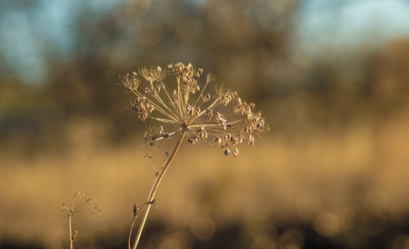 autumn plant on a blurred backgroundの写真素材