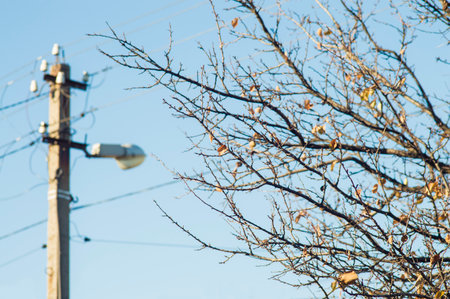 Autumn tree on the background of the power lineの写真素材