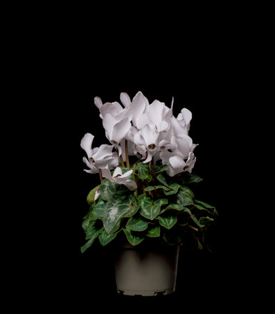potted plant on black backgroundの写真素材