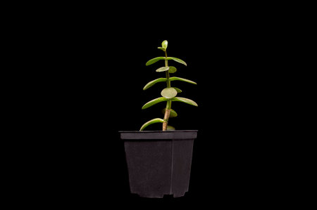 potted plant on black backgroundの写真素材