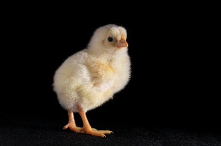 chicken on black background