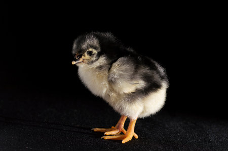 chicken on black backgroundの写真素材