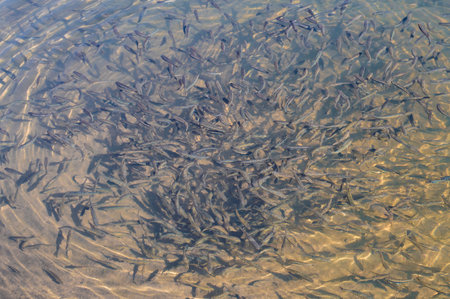 a flock of small fish in a transparent water
