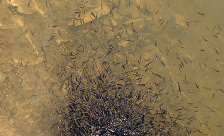 a flock of small fish in a transparent waterの写真素材