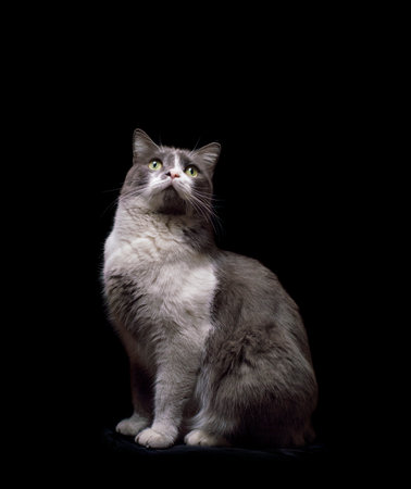 gray-white cat on a black backgroundの写真素材