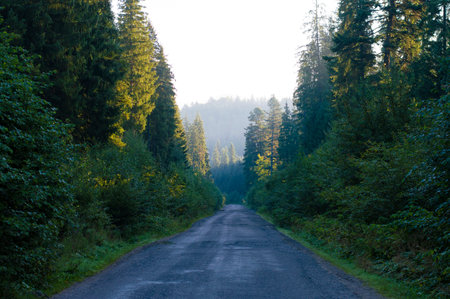 photo road asphalt in the forestの写真素材
