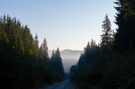 photo road asphalt in the forest