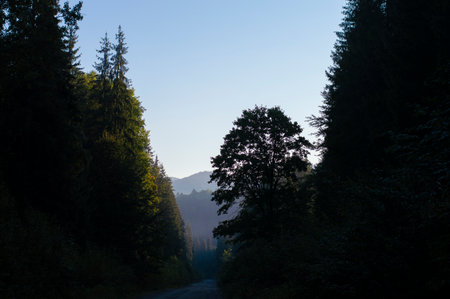 photo road asphalt in the forestの写真素材