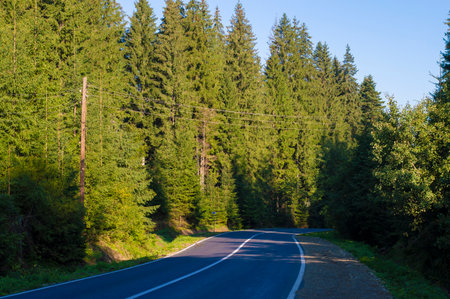 photo road asphalt in the forestの写真素材