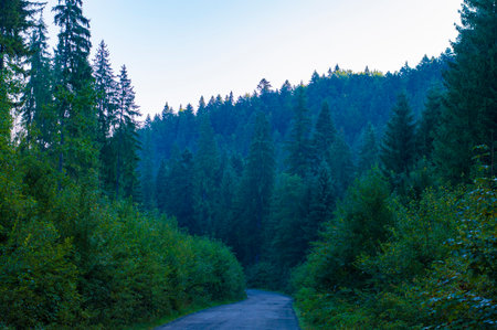 photo road asphalt in the forestの写真素材