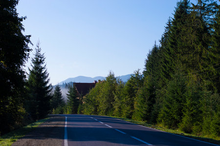 photo road asphalt in the forestの写真素材