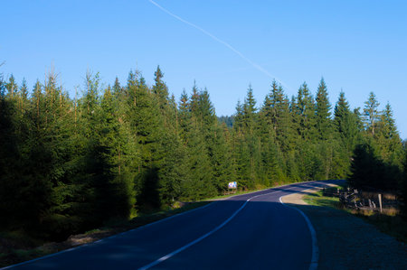 photo road asphalt in the forestの写真素材