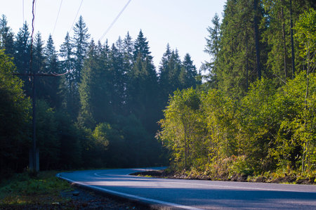 photo road asphalt in the forestの写真素材